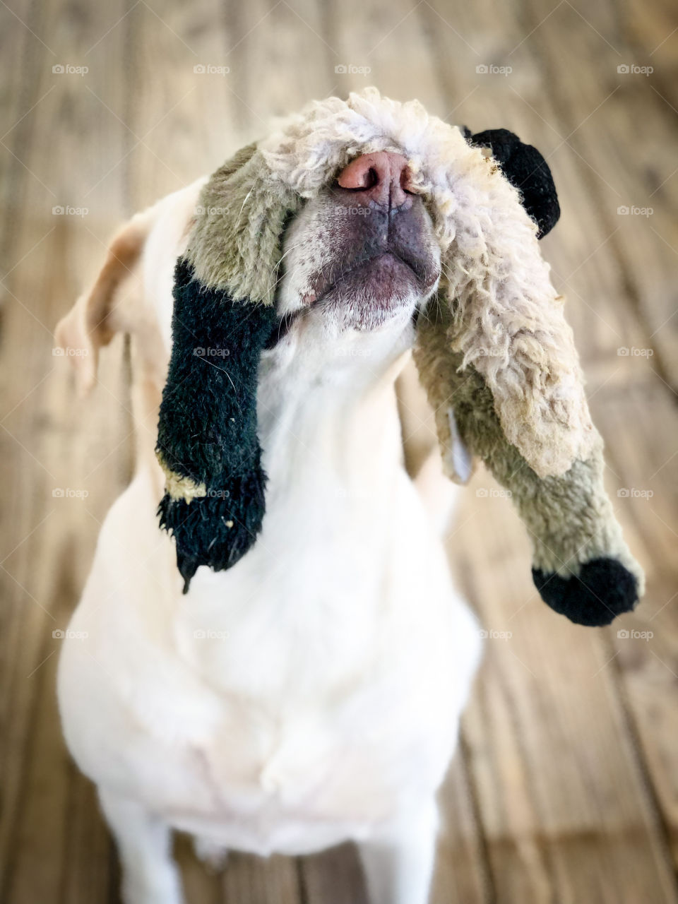 Labrador blindness by stuffed toy