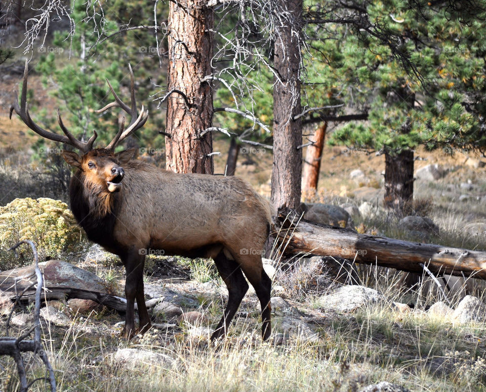 Elk