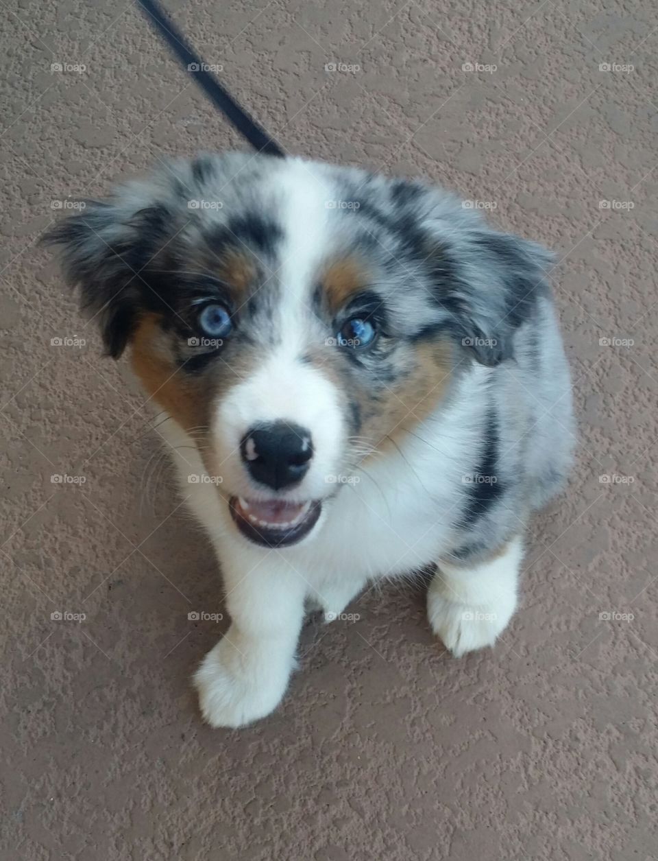 Australian ahepherd Pup