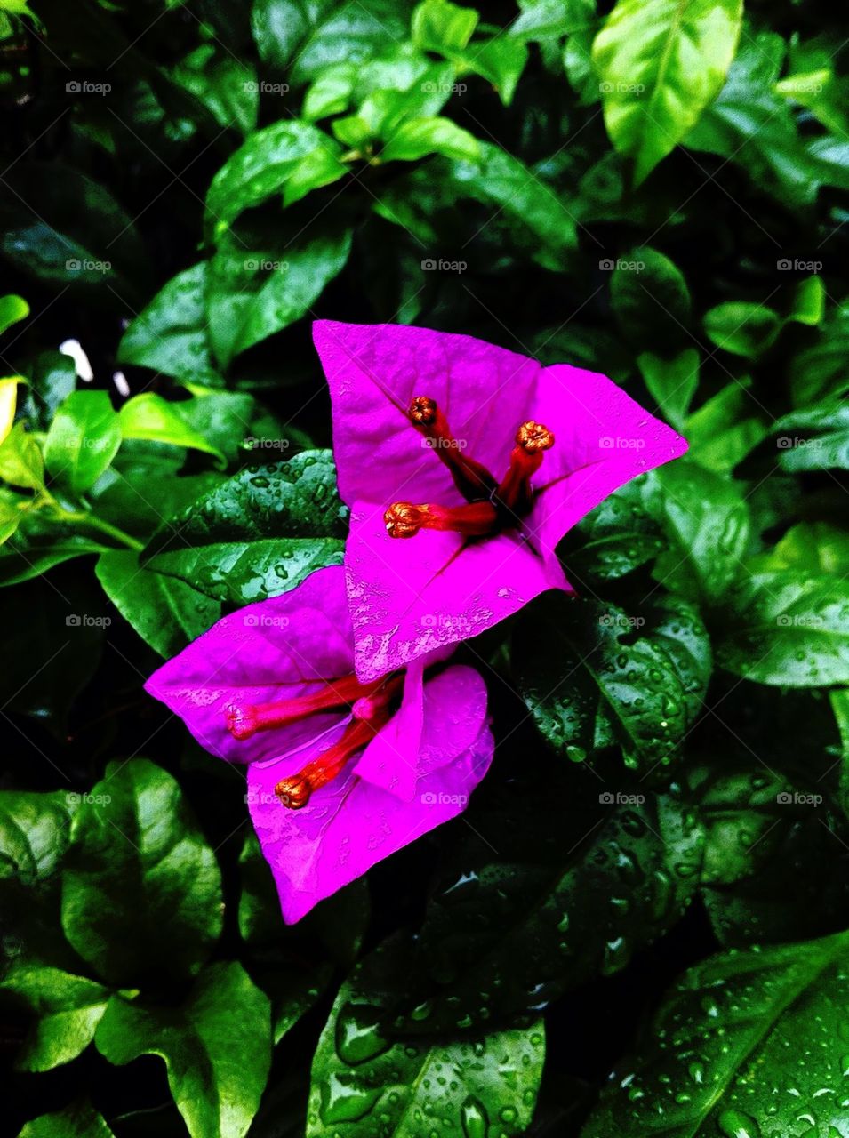 Bougainvilleas after rain