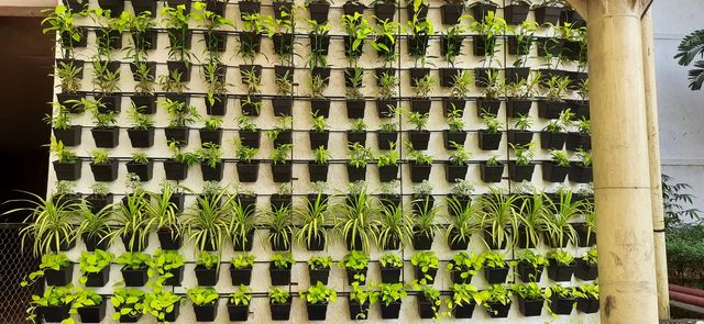 Beautiful Plant #Foap #OriginalContent #NaturalPicture