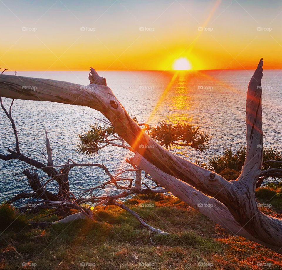 Twisted tree and sunrise over the sea 