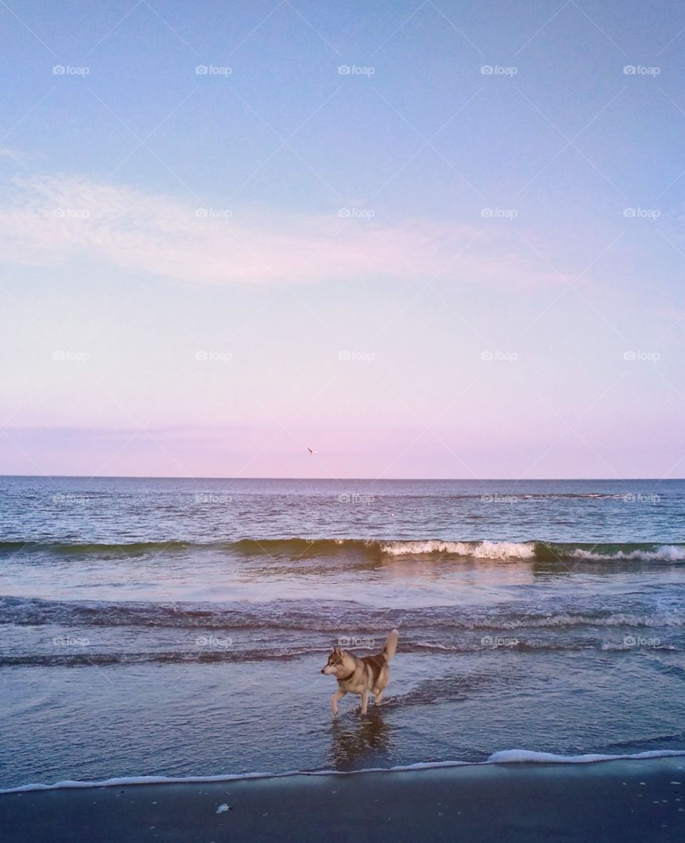 Sea and dog