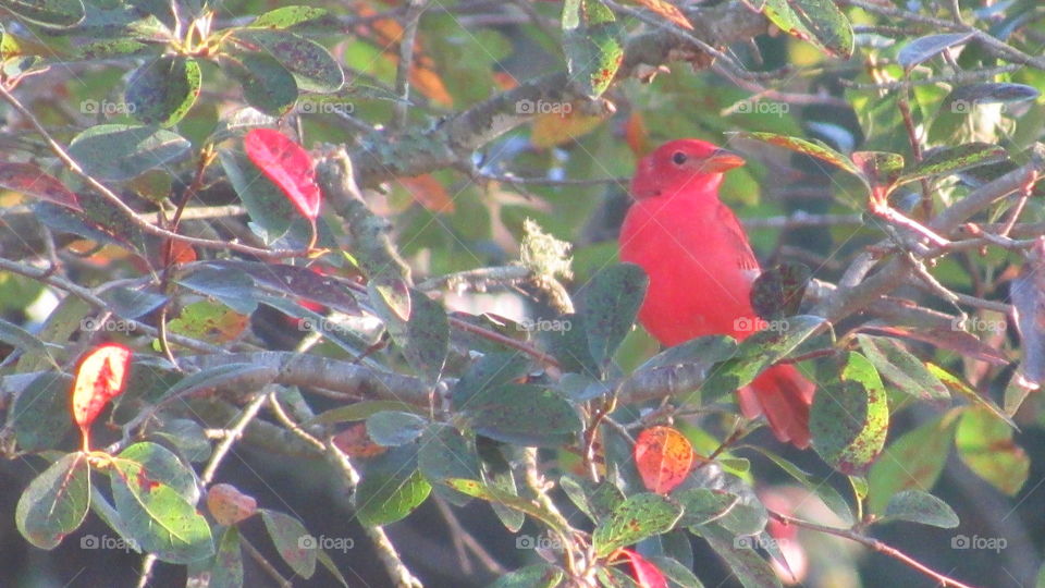 Bird, Tree, No Person, Outdoors, Nature