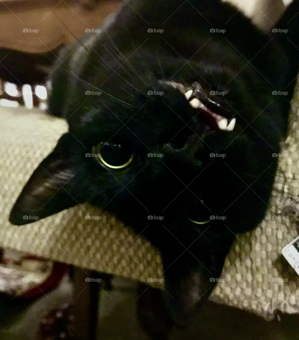 Smililg vampire🦇