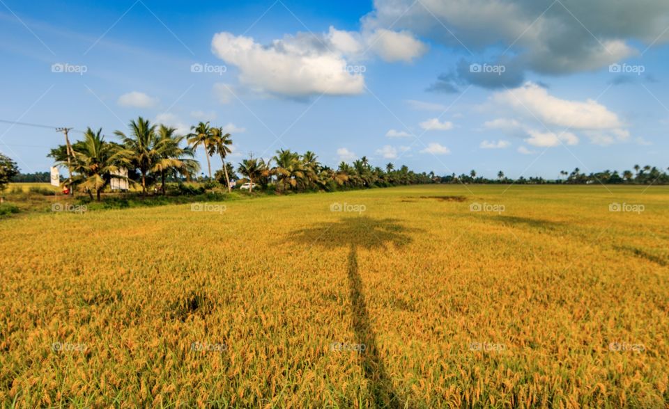 from God's own country kuttanad, Kerala, India