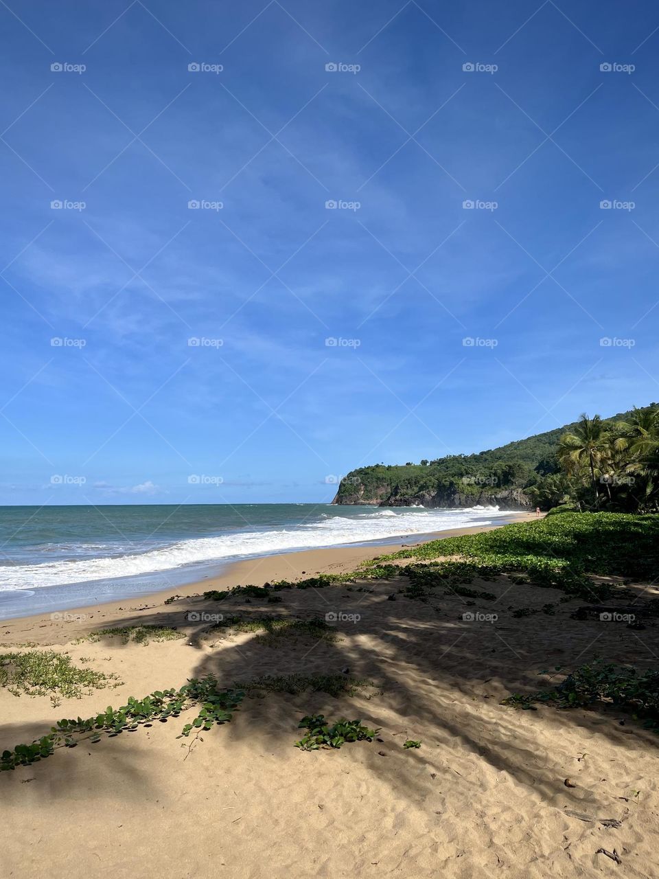 Wild Caribbean landscape 