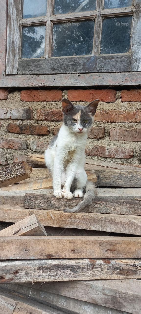 Kitten sitting on a pile of wood