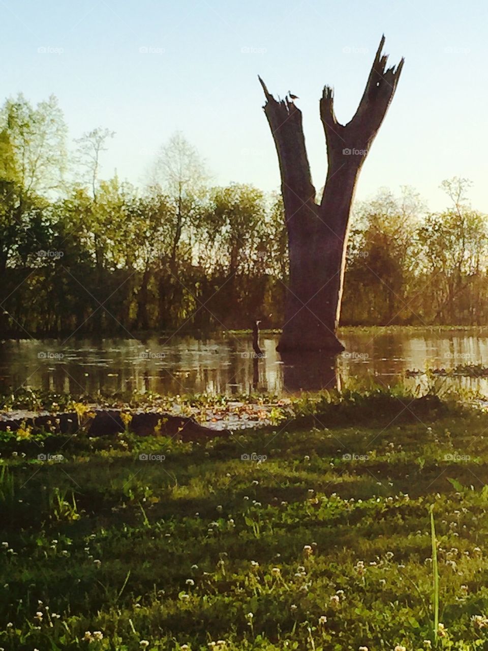 Alligator enjoying last rays of sun