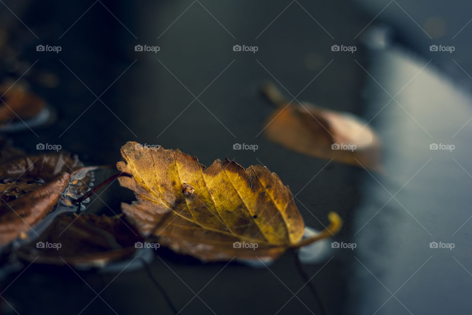 A portrait of a yellow and brown colored leaf in a puddle of water with some other leaves during fall.