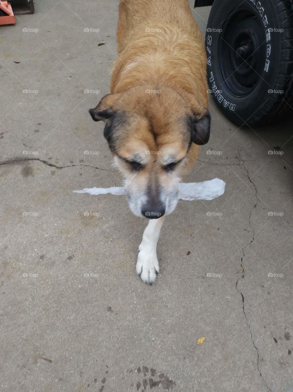 Sunny eating icicle