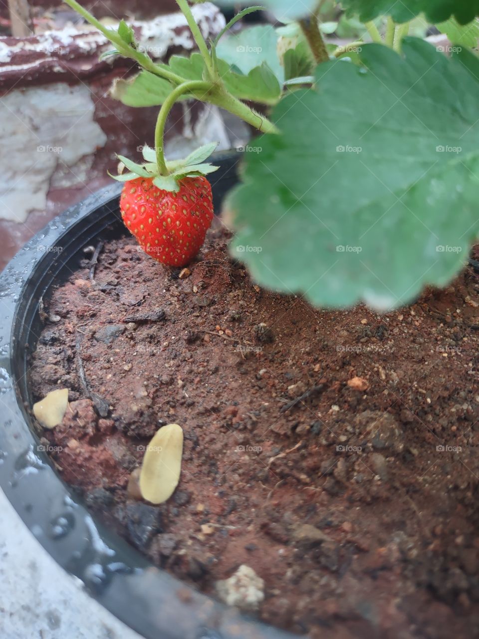 strawberry 🍓🍓🍓: pleasant, juicy and tasty