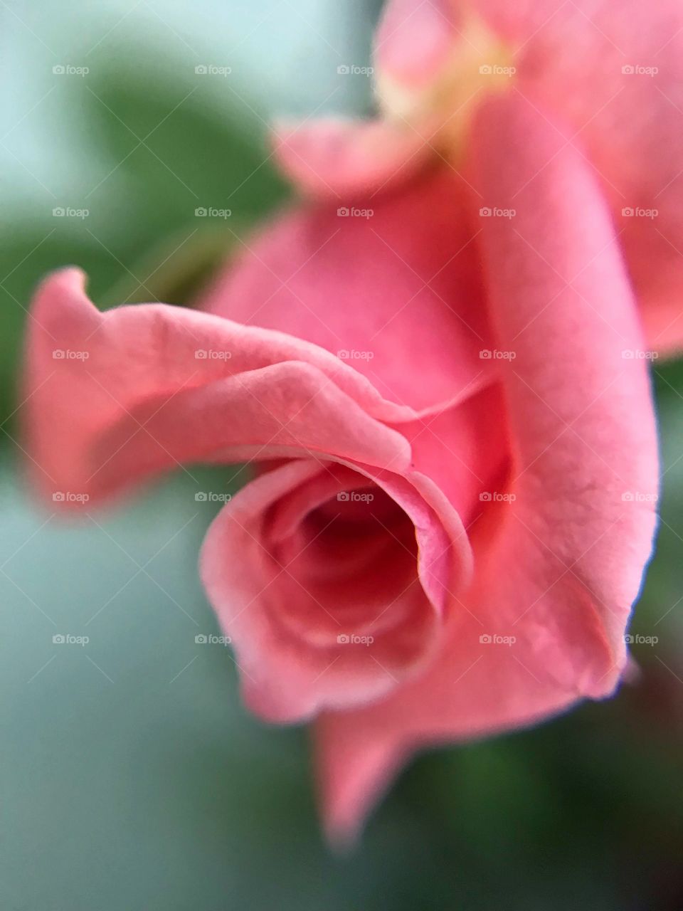 Rose Bud