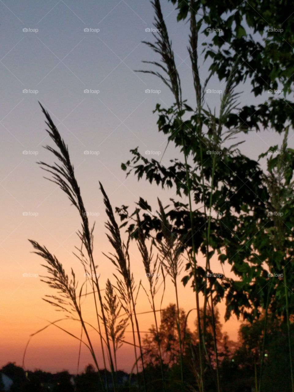 grasses waving against a sunset background