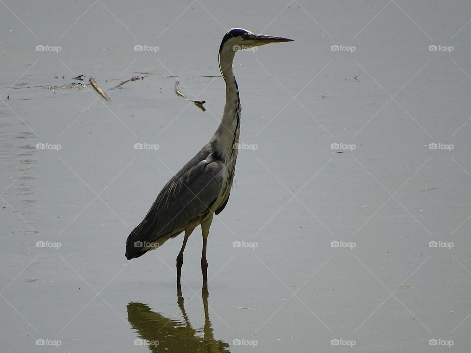Heron
