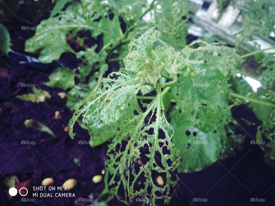 "Nature to be commanded must be obeyed"