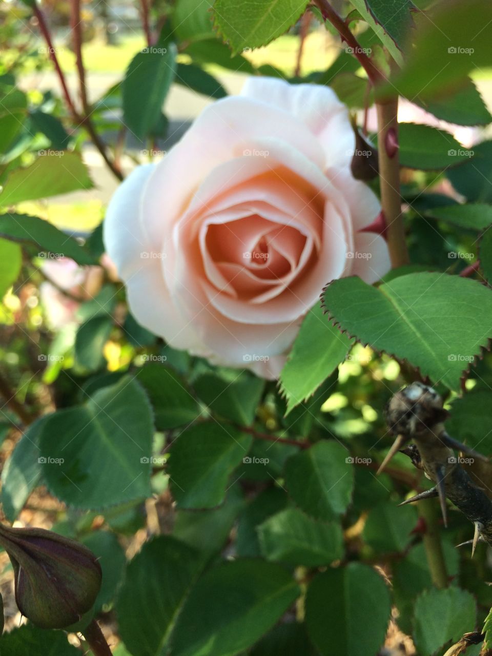 Roses. Rose
