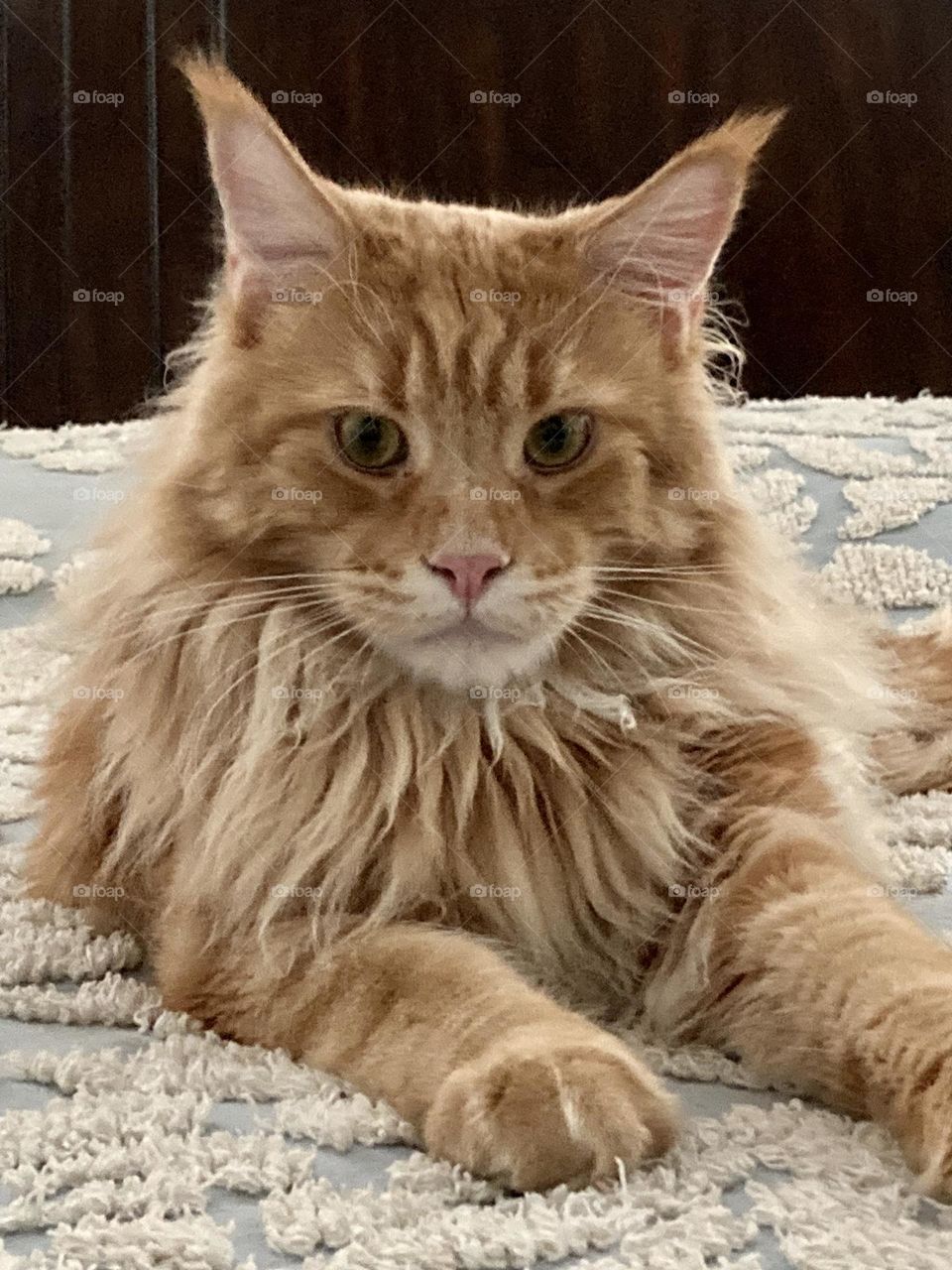 Red maine coon cat on bed