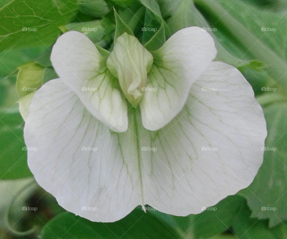 Beautiful green peanut flower is so nice