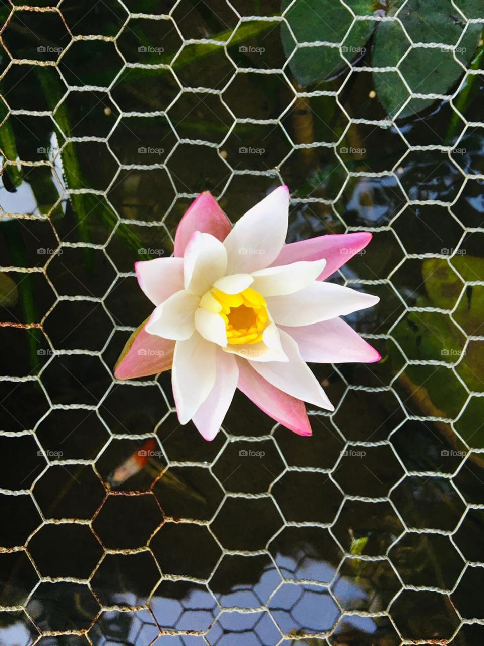 Pink water lily