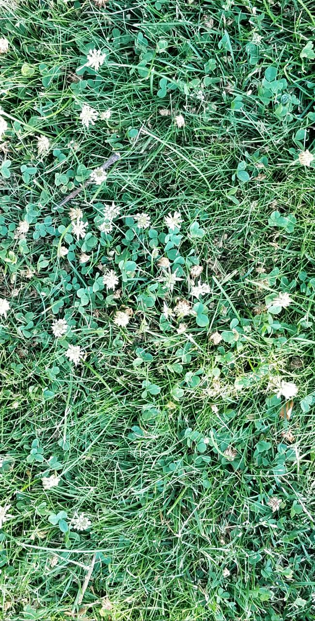 clover field