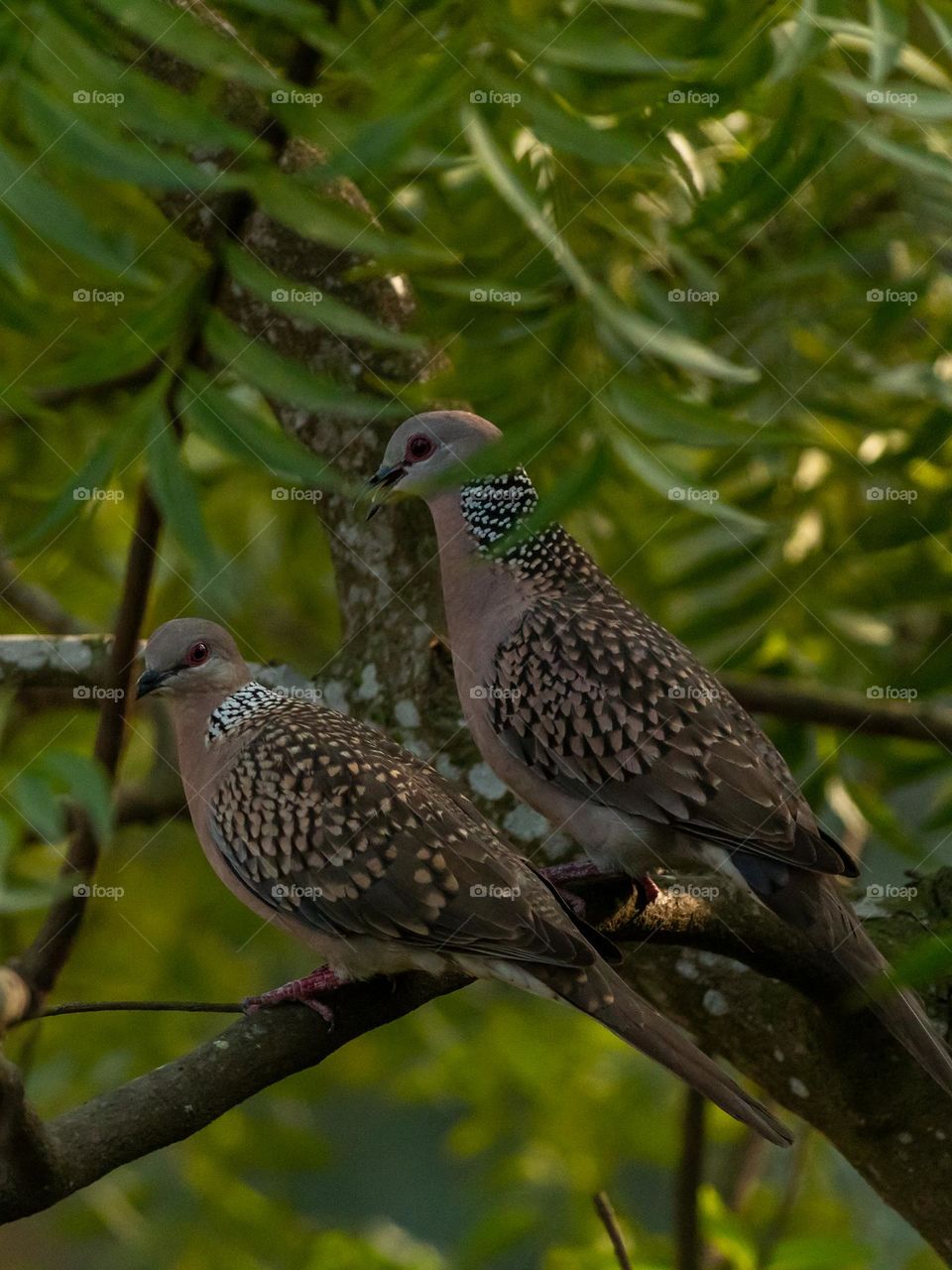 A beautiful pair of spotted dove