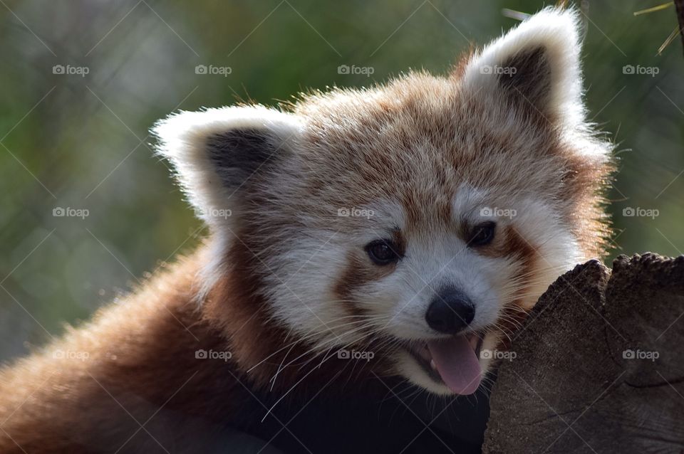 Red Panda