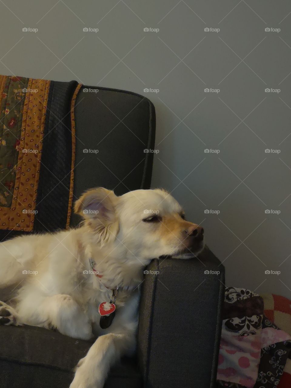 White dog on couch