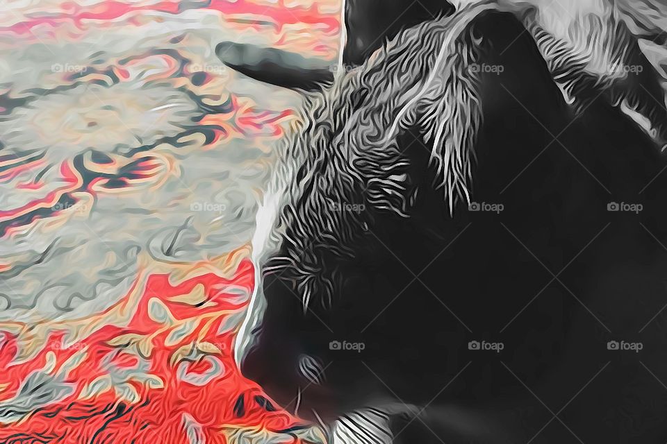 calm cat rest in house