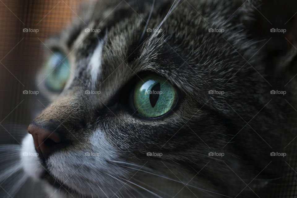 Close-up of a Cat eye