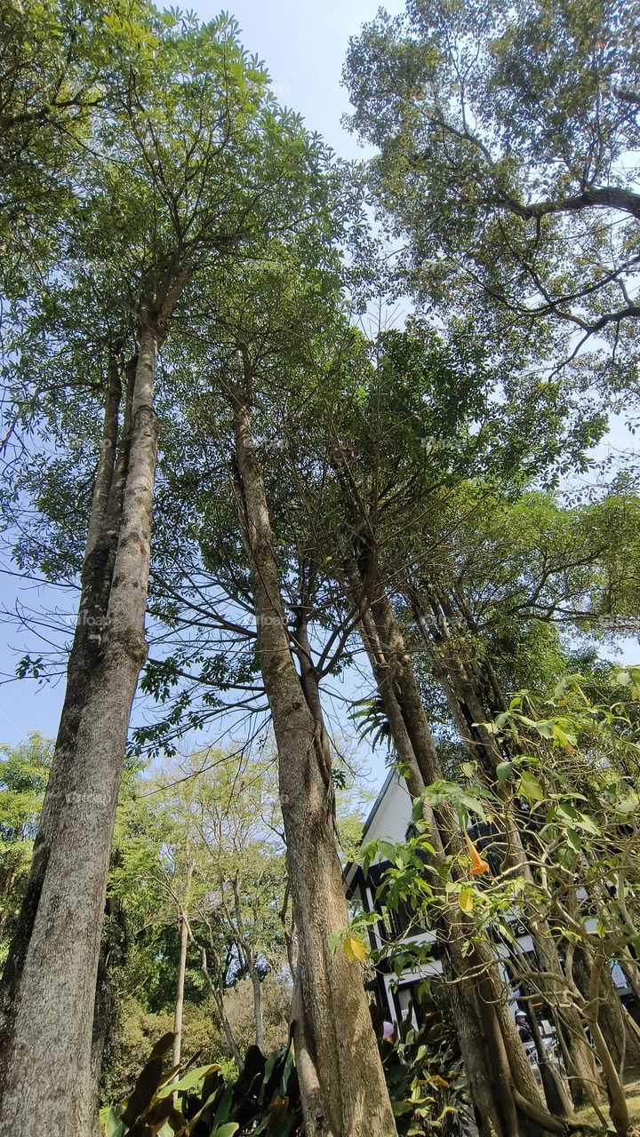 Chulu Ranch is full of greenery