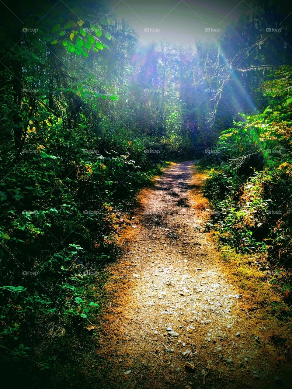 A scenic dirt trail lined with tall trees and shrubs with the sun creating rays and shadows throughout the path.