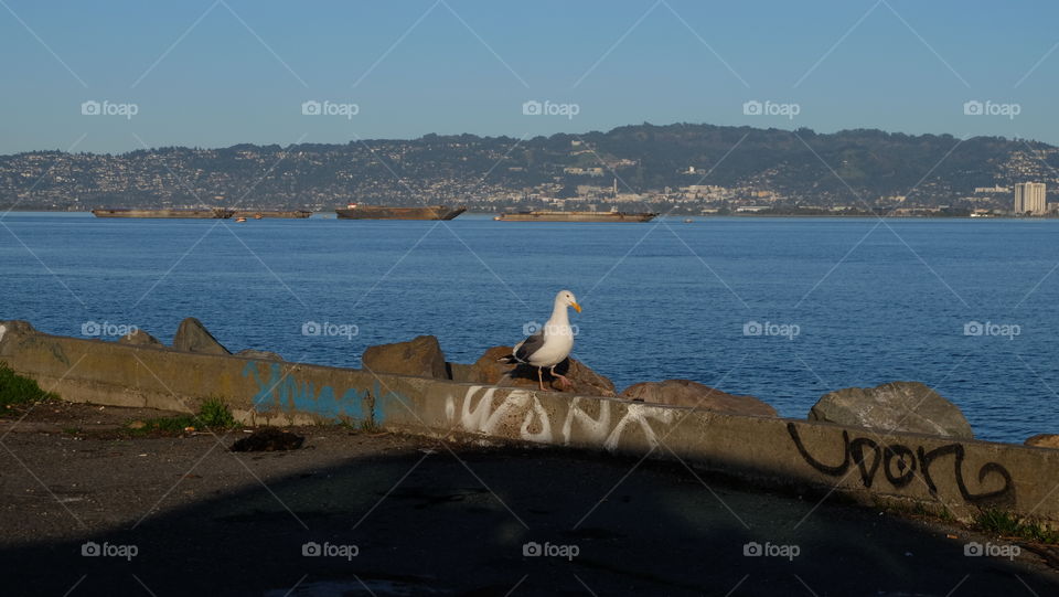 City seagull