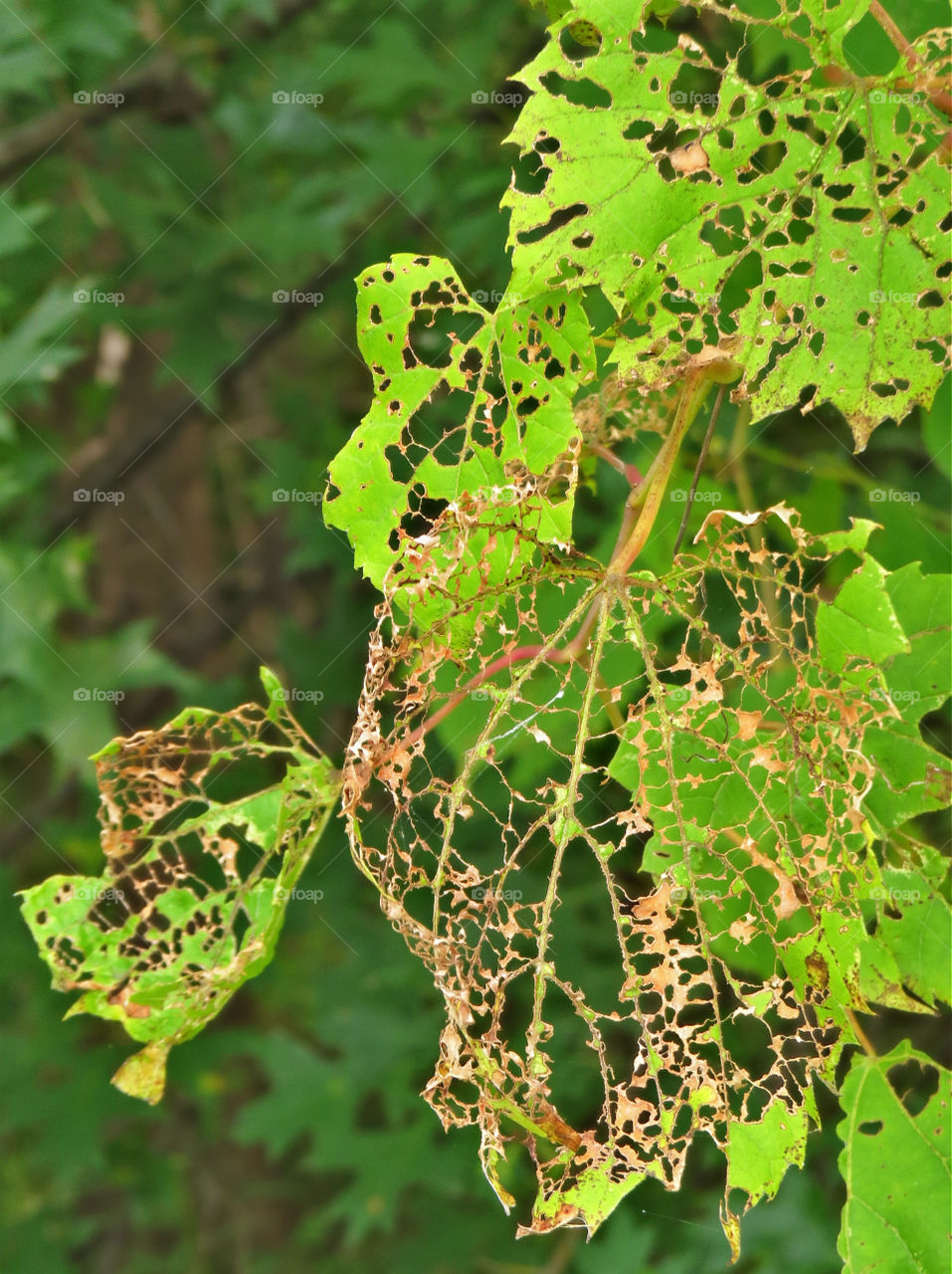 Something had a good meal. Something had a good meal