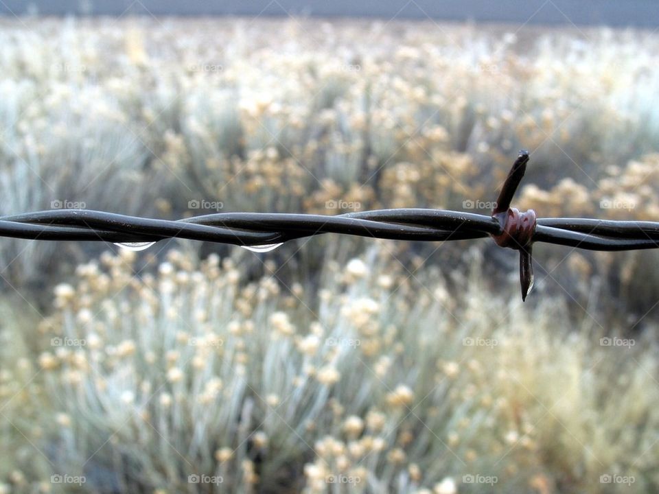 Barbed wire