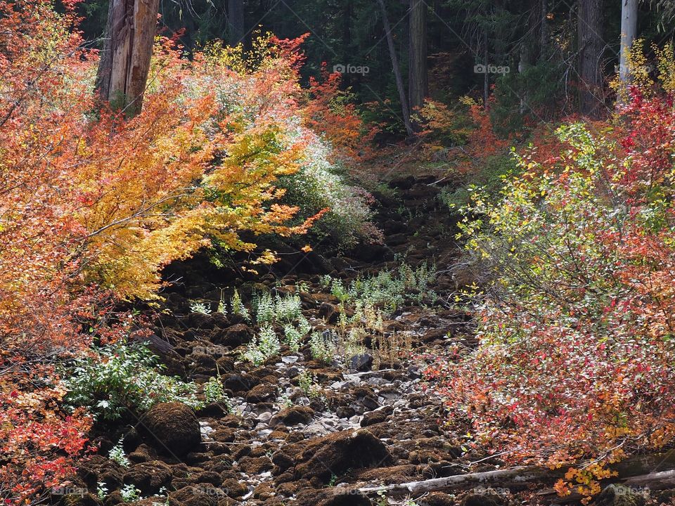 A dried creek bed of hardened lava rock with stunning and colorful fall foliage on its banks on a beautiful fall day in Western Oregon.