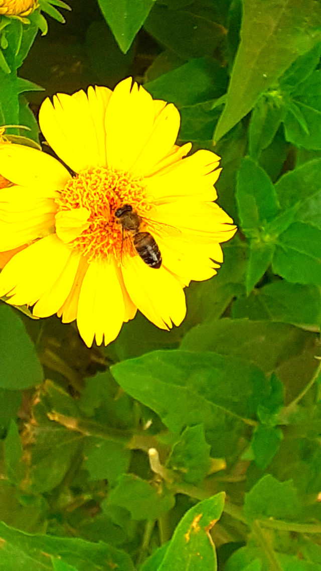 bee...🐝  this is my 4 beautiful photo ;)  this is a beatiful? thanks your help 🙂 🌟 🌟 🌟 🌟 🌟 🤩 ☺