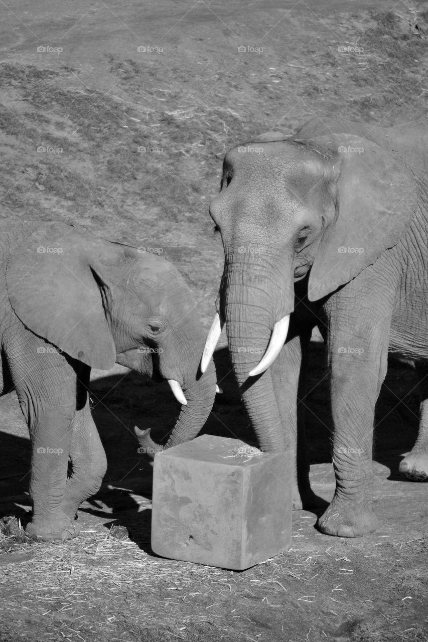 Elephant with elephant calf