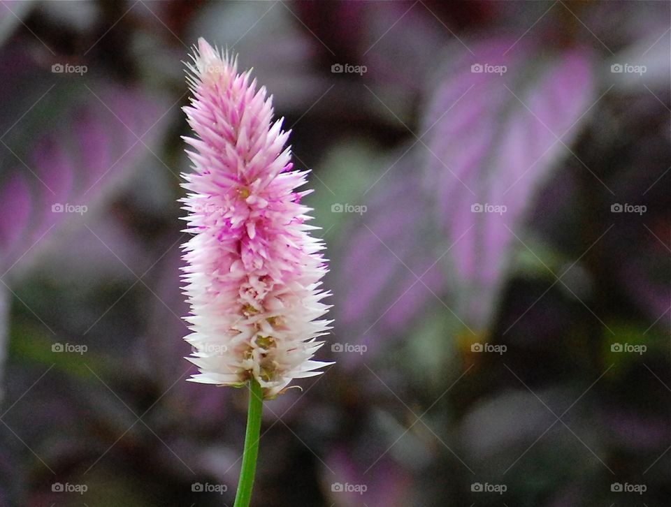 Lone flower