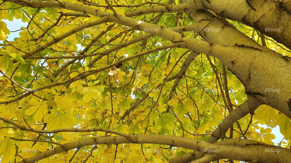chestnut tree from inside in fall