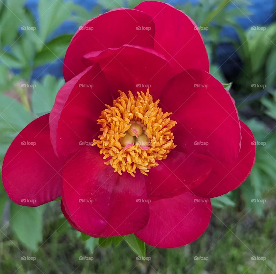 Red Peony in Bloom