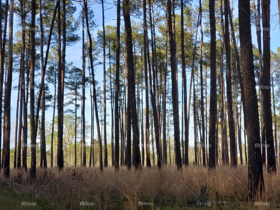 Tall grass and forest