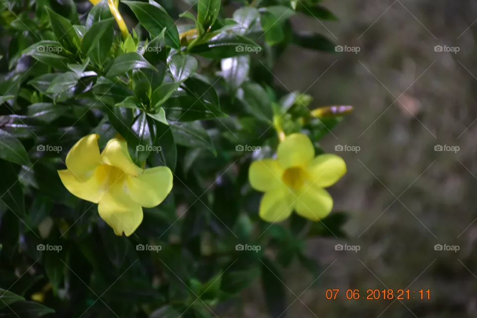 flora