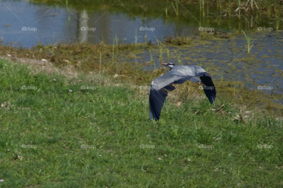 Flying Blue Heron