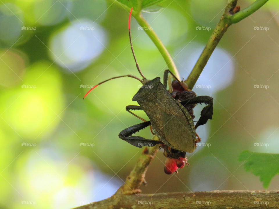 leaf-footed bug