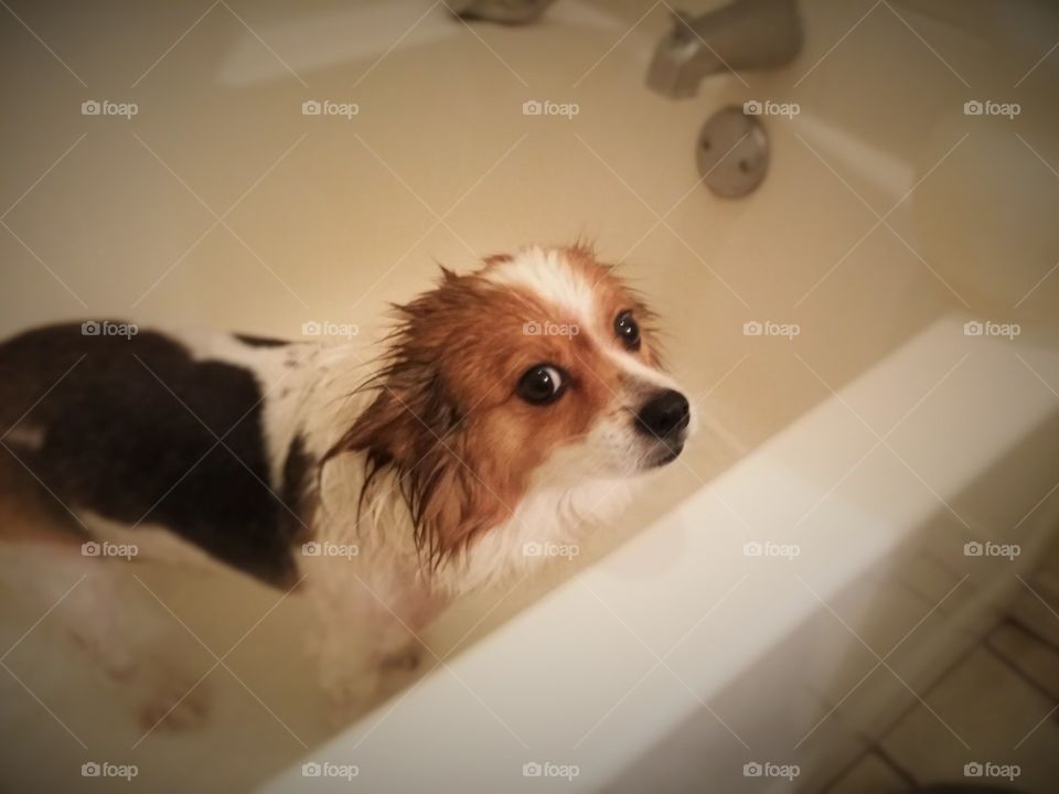 Portrait of dog in bathtub