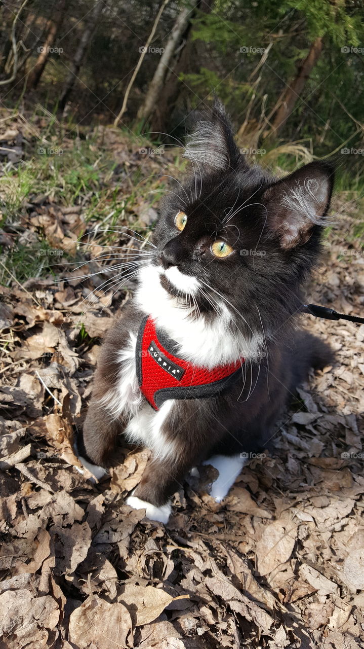 Kitten in leash