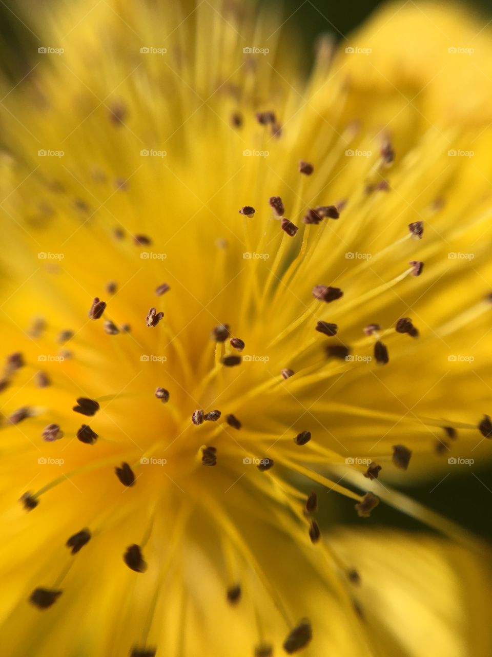 Yellow Flower Macro