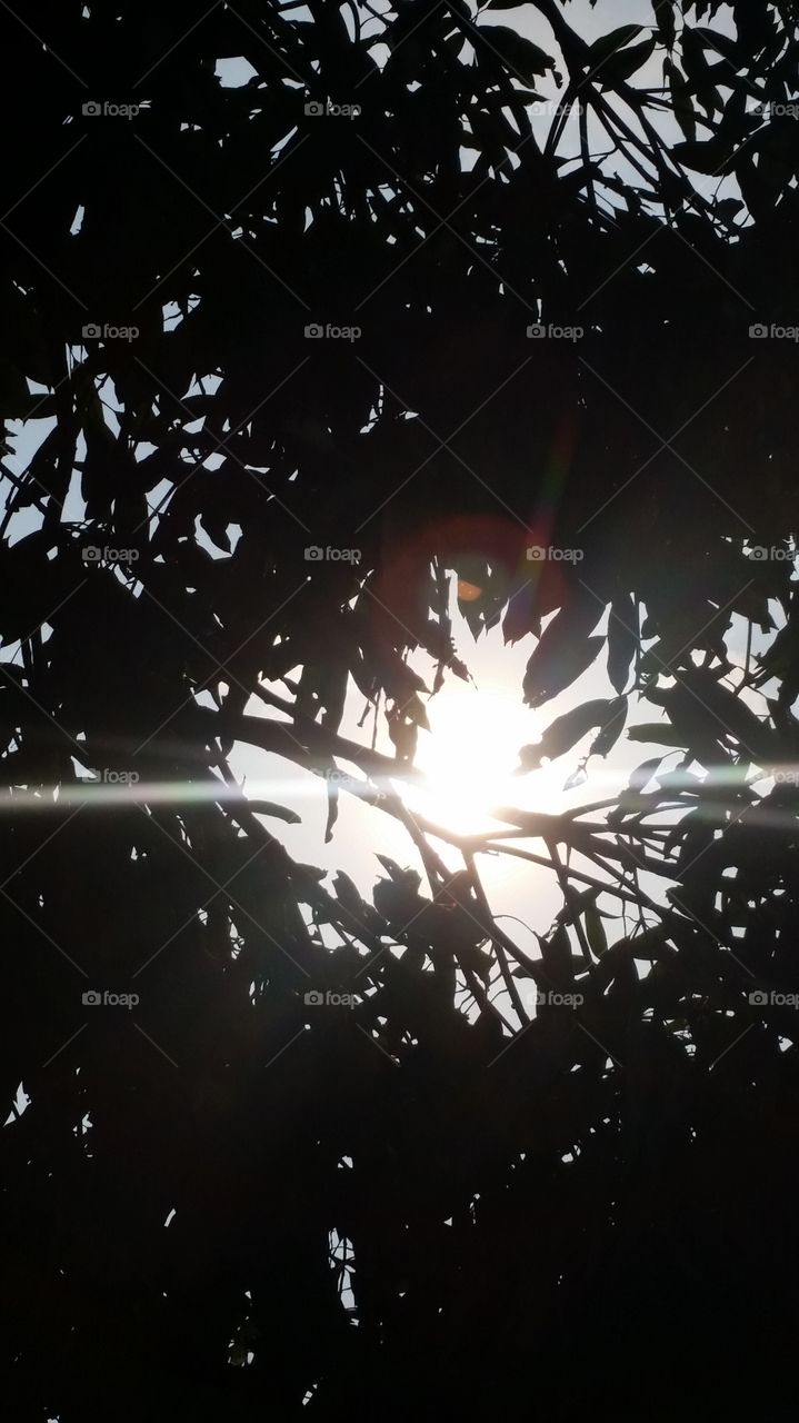 sunrise on the leaf manggo