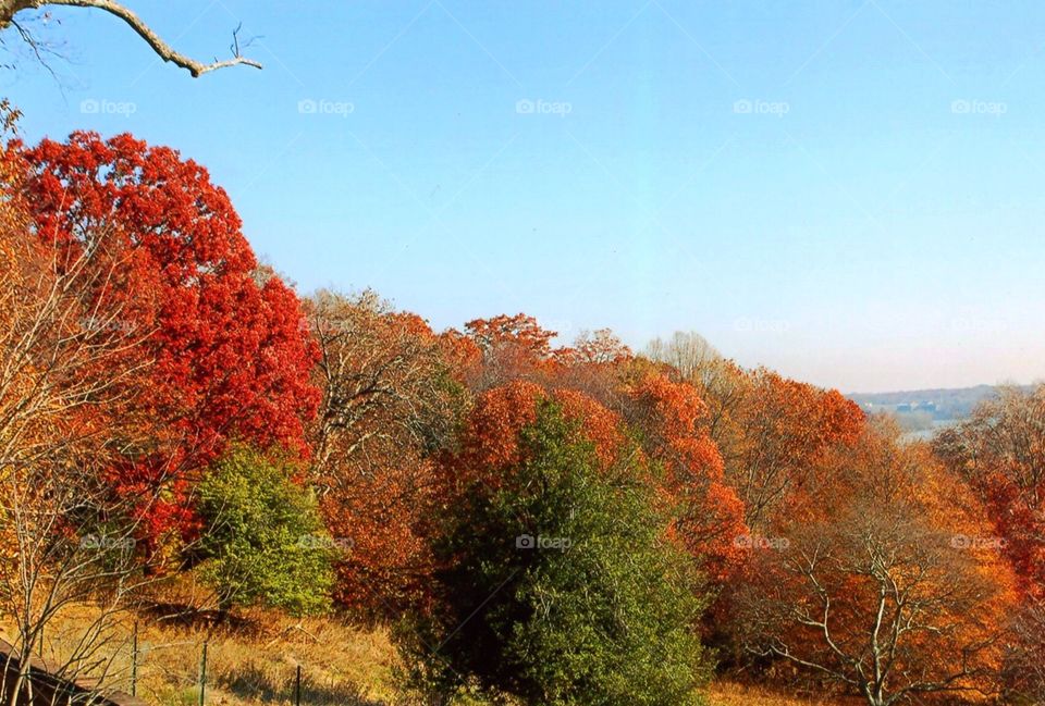 Fall trees in Virginia 